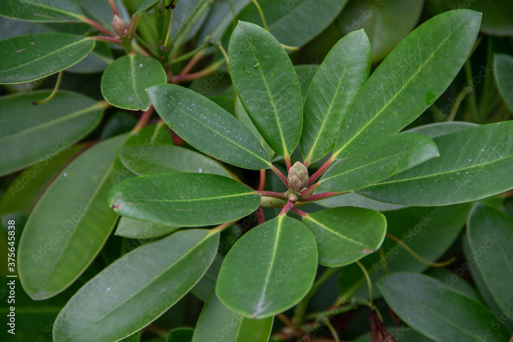 branch with leaves and Bud of the Magnolia plant branch with leaves and Bud of the Magnolia plant
