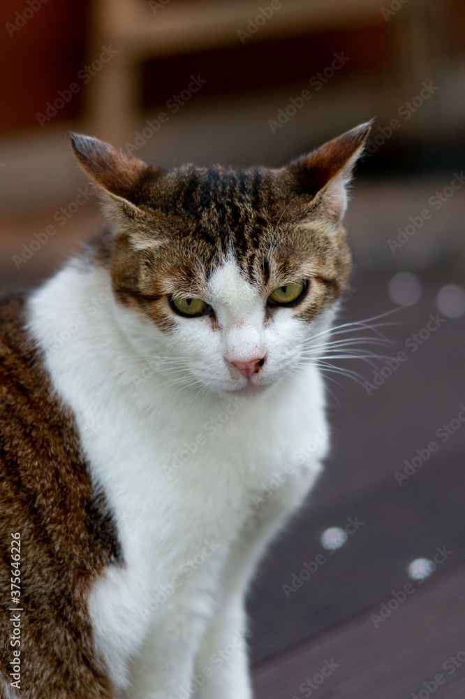 Fototapeta premium cat no.12(猫12) 