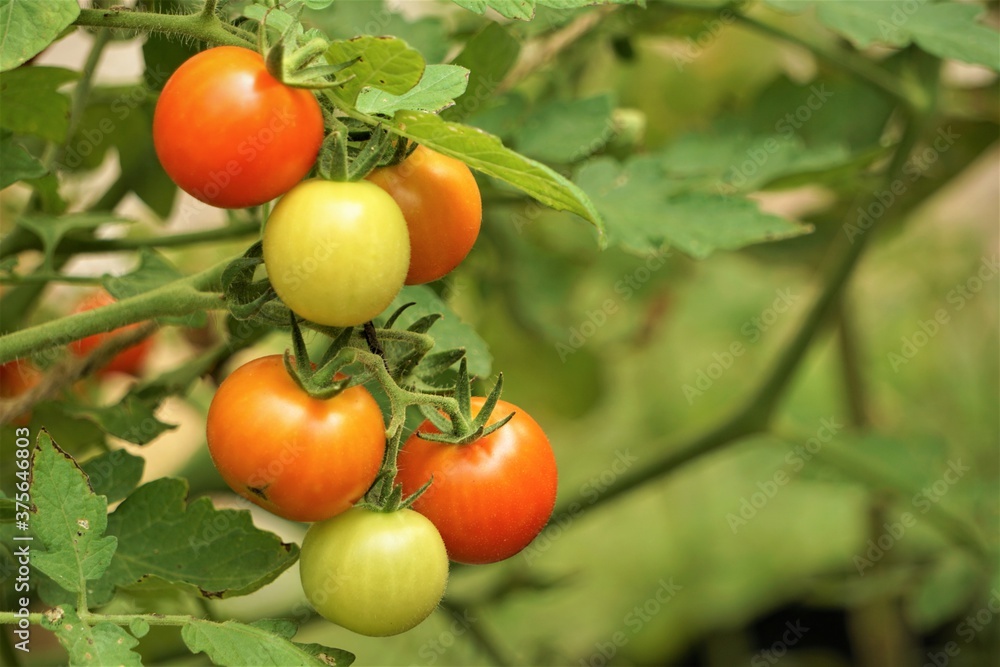A bunch of Cherry Tomatoes both ripe and raw hanging on the vine, soft focus garden background in the summertime GA USA.