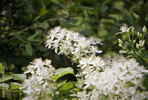 Sweet Autumn Clematis (Clematis terniflora) is blooming on vine up the tree, nicely fragrant in the late of summer in GA USA. photo