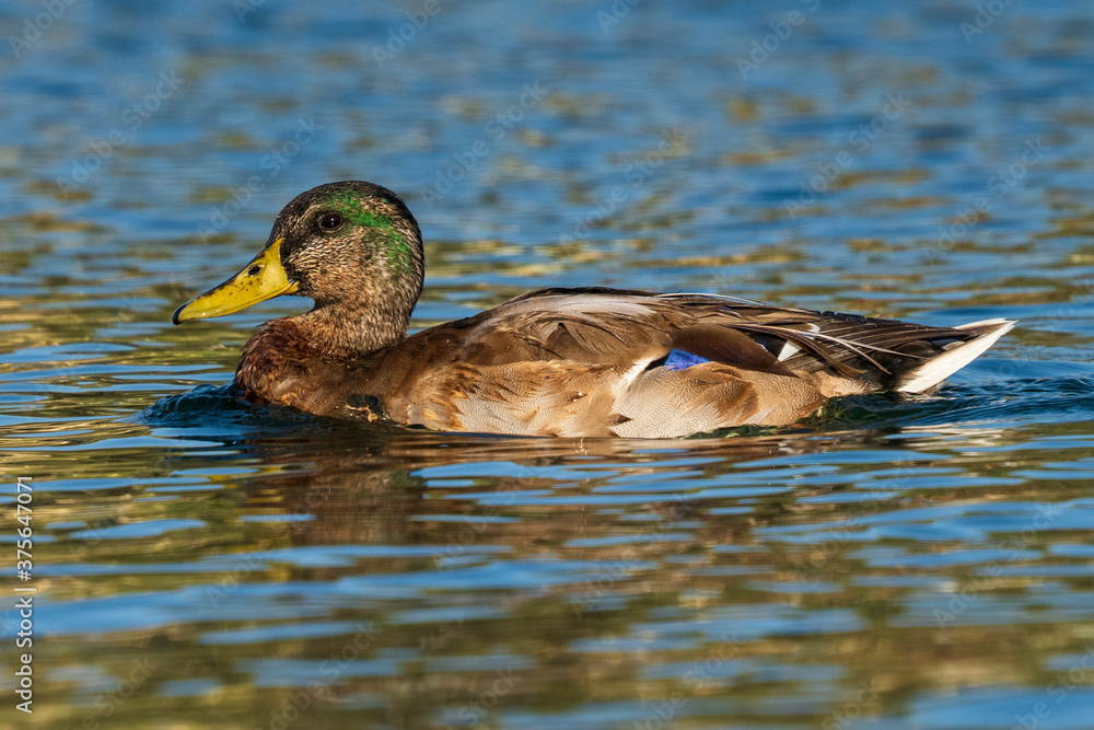 Mallard Anas platyrhynchos Costa Ballena Cadiz Mallard Anas platyrhynchos Costa Ballena Cadiz