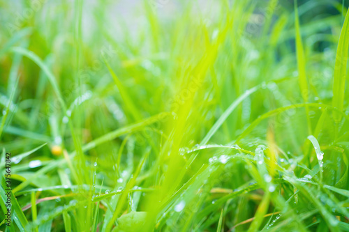 Green blurred grass background with dew