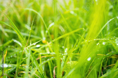 Green blurred grass background with dew