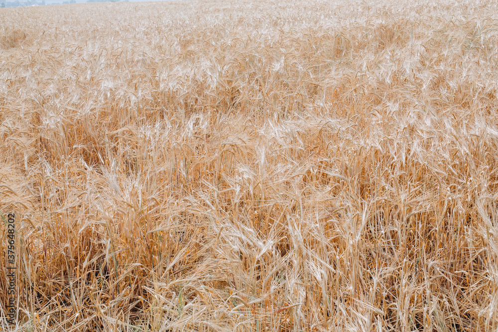 Fototapeta premium Wheat field. Ears of golden wheat close up. Beautiful Nature Landscape. Background of ripening ears of meadow wheat field. Rich harvest