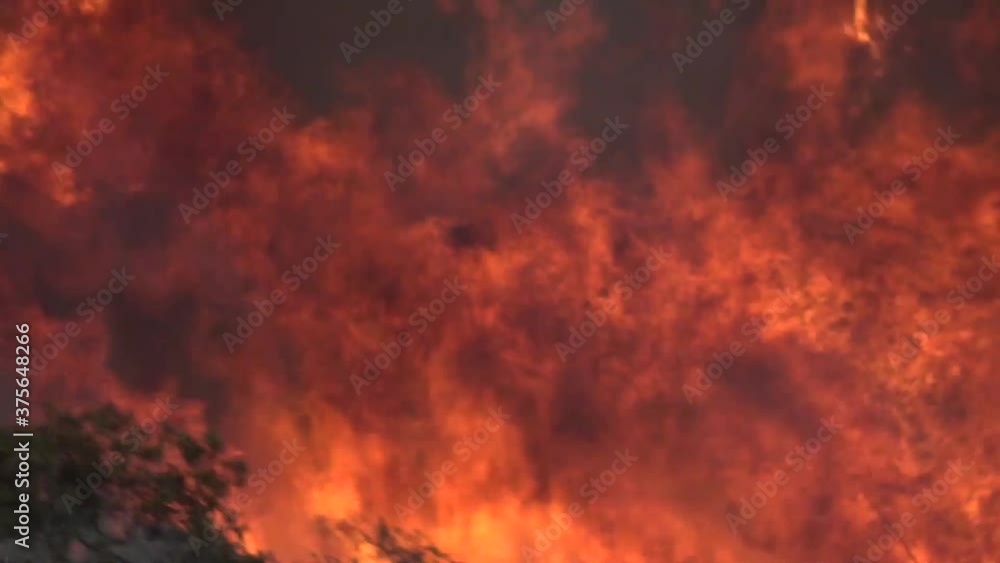 trees burn during destructive wildfire trees burn during destructive wildfire