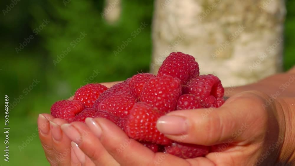 Close up of female hands full of large juicy raspberries on the background of greenery Close up of female hands full of large juicy raspberries on the background of greenery