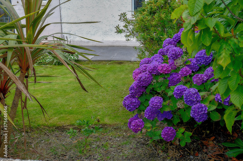 Belfast - August 2019: violet flowers photo