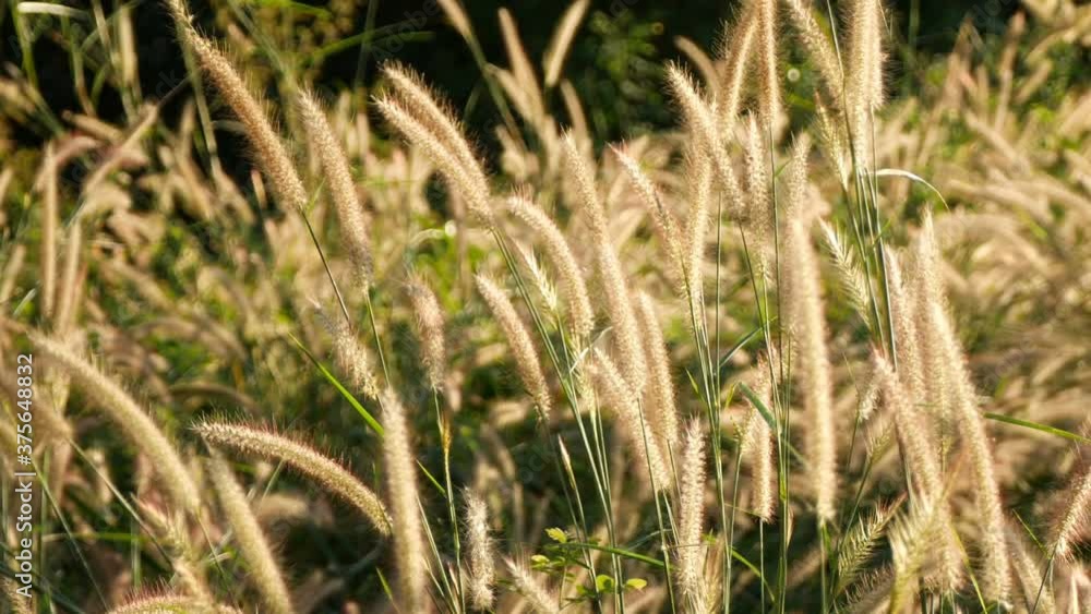 The Liliopsida. or Poaceae or Weed Flowers fields The Liliopsida. or Poaceae or Weed Flowers fields