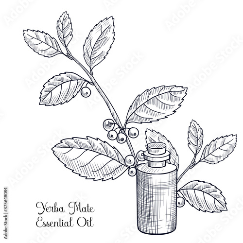 vector drawing yerba mate essential oil