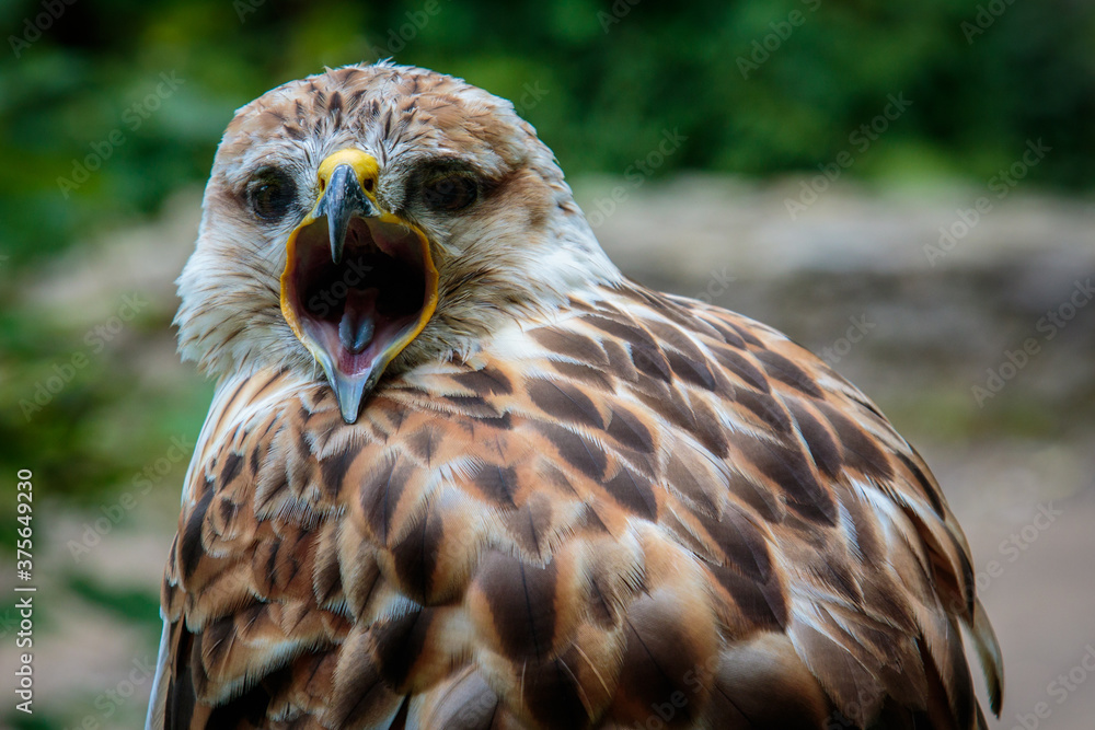 Naklejka premium close up portrait of a red-tailed hawk with its beak wide open