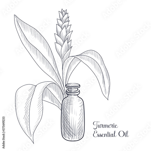 vector drawing turmetic essential oil