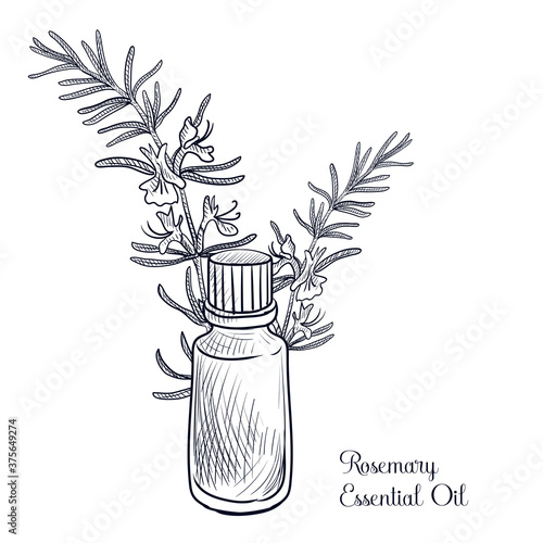 vector drawing rosemary essential oil
