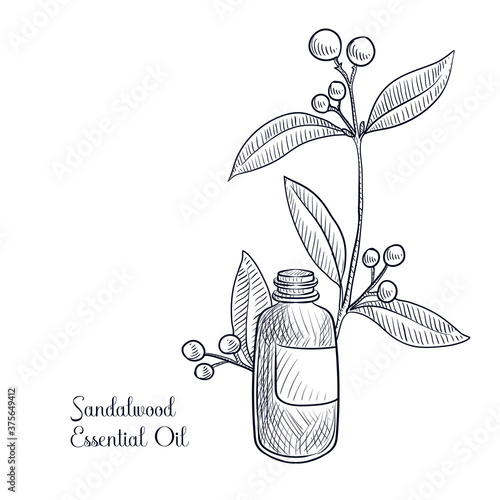 vector drawing sandalwwood essential oil