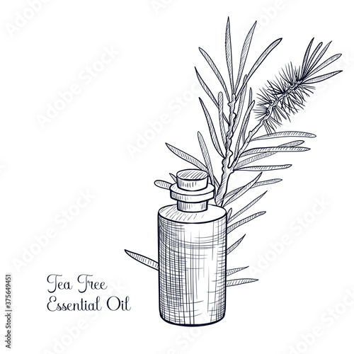 vector drawing tea tree essential oil