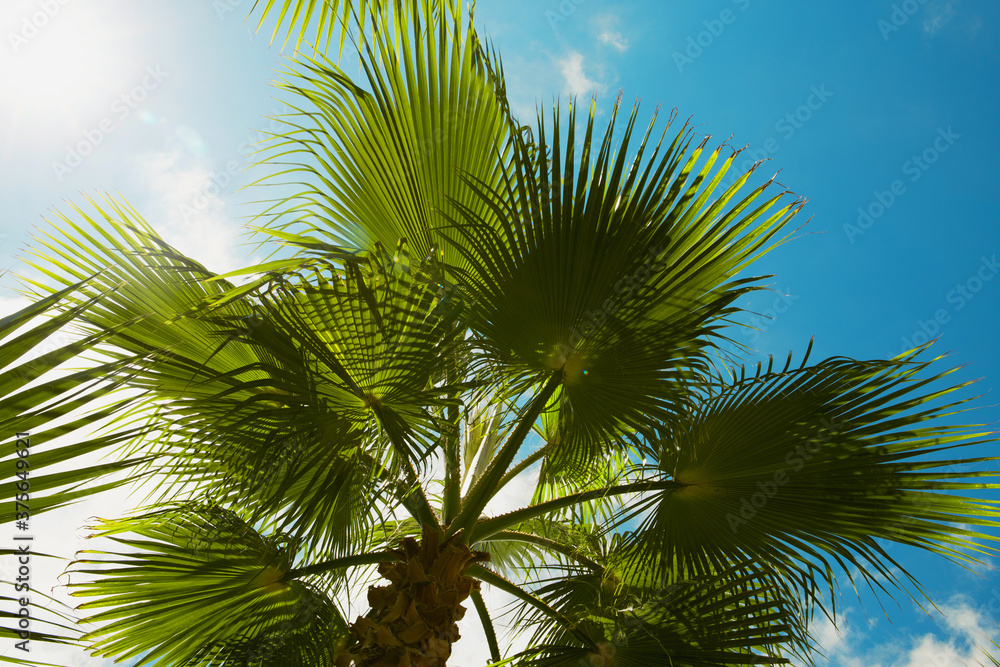 Palm trees close up with sunlight seen through the leaves. Summer vacation concept