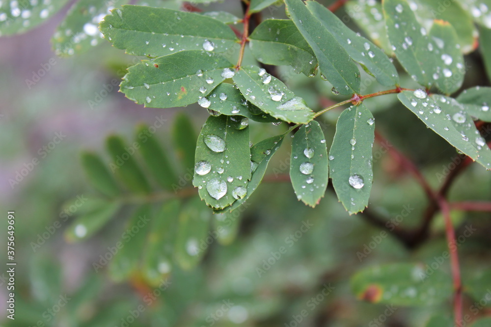 Close up of rain drops on green plant Close up of rain drops on green plant