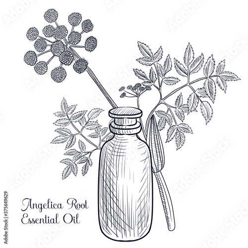 vector drawing angelica essential oil