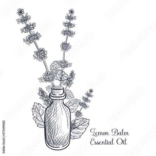 vector drawing lemon balm essential oil