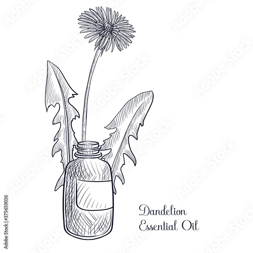vector drawing dandelion essential oil