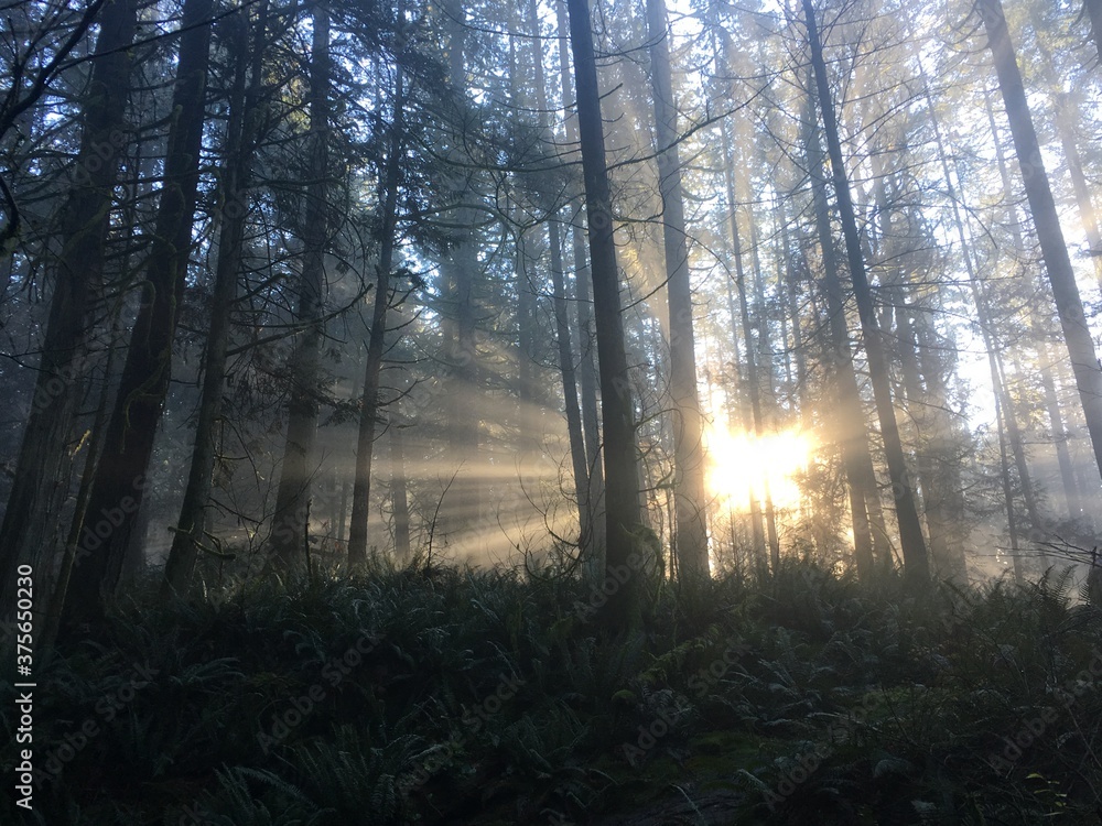 Morning sunrise fog in fern filled forest