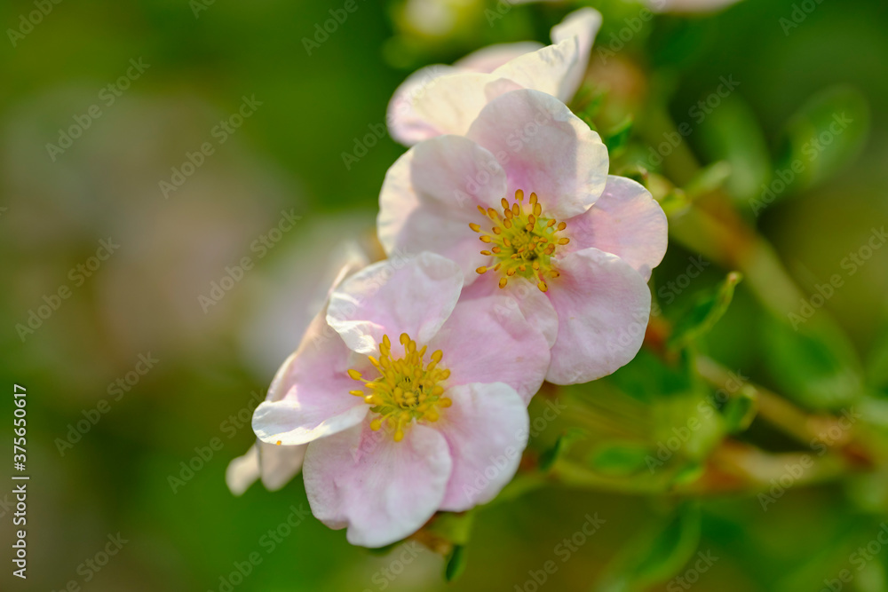 Flowers pink cinquefoil in the summer sunlight in the garden. Flowers pink cinquefoil in the summer sunlight in the garden.