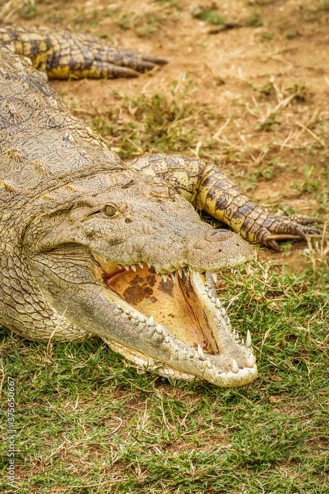 Fototapeta premium Close up Nile Crocodile ( Crocodylus niloticus) at the Kazinga Channel, Queen Elizabeth National Park, Uganda.