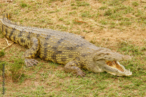 Nile Crocodile ( Crocodylus niloticus) at the Kazinga Channel, Queen Elizabeth National Park, Uganda. 