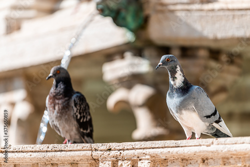 Perugia, Italy piazza square in Umbria with medieval architecture water fountain and closeup of two pigeon dove birds in summer and stream flowing