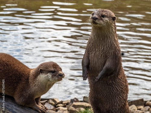 Two Asian Short-clawed Otters, Aonyx Cinerea, by water.