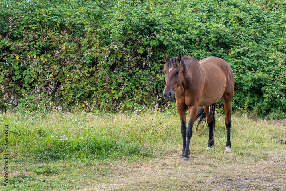 Ein brauner Hengst auf einer grünen Wiese Ein brauner Hengst auf einer grünen Wiese
