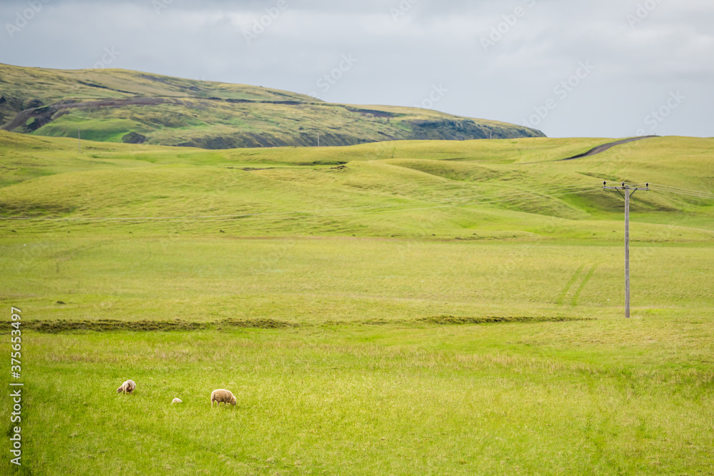 Icelandic sheep animals far distant grazing on green meadow pasture field hill mountain in Iceland summer and power lines