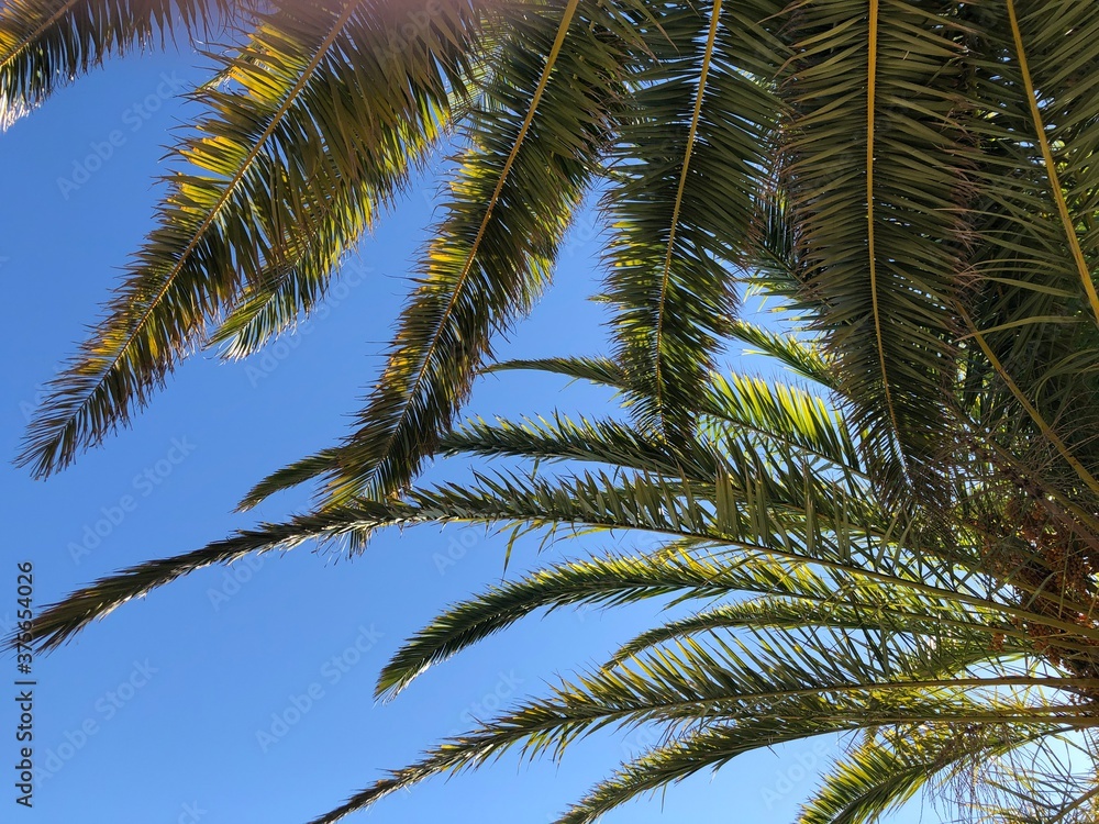 Palm tree Palm tree