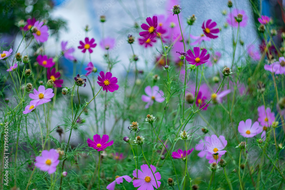 Flowers called kosmeya on a natural blurred background
Flowers called kosmeya on a natural blurred background