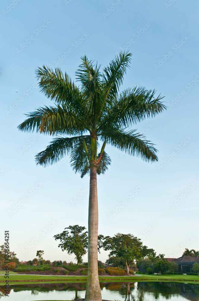 front view, far distance, of a royal palm tree, in early morning sunlight, on a tropical golf course with a lake and groomed grass