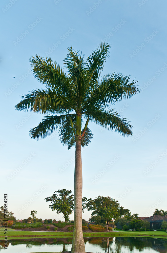 front view, far distance, of a royal palm tree, in early morning sunlight, on a tropical golf course with a lake and groomed grass front view, far distance, of a royal palm tree, in early morning sunlight, on a tropical golf course with a lake and groomed grass