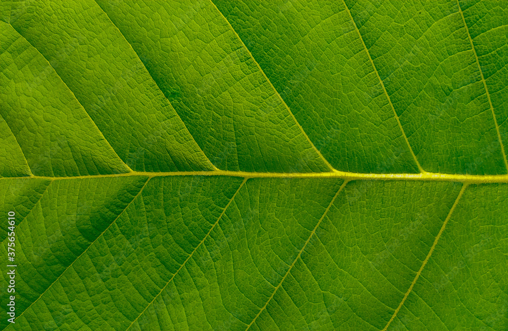 closeup leaf texture ( Bastard Teak, Bengal Kino, Kino Tree, Flame of the Forest ) closeup leaf texture ( Bastard Teak, Bengal Kino, Kino Tree, Flame of the Forest )