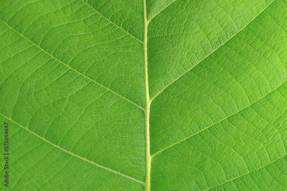 closeup leaf texture ( Bastard Teak, Bengal Kino, Kino Tree, Flame of the Forest ) closeup leaf texture ( Bastard Teak, Bengal Kino, Kino Tree, Flame of the Forest )