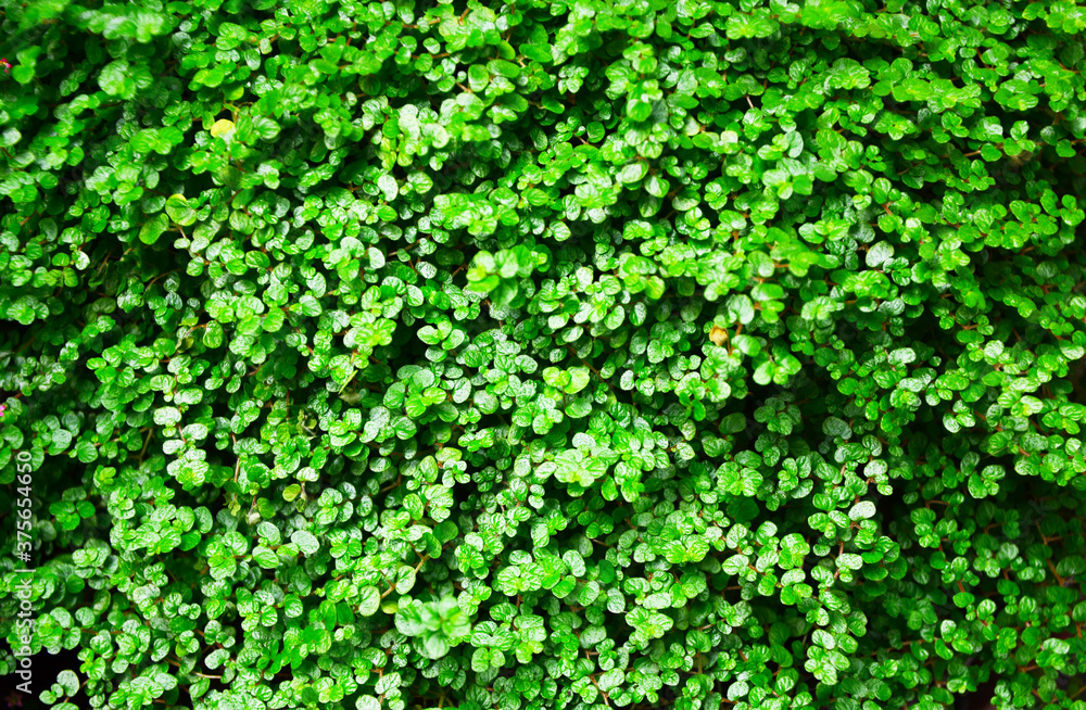 abstract green background abstract green background