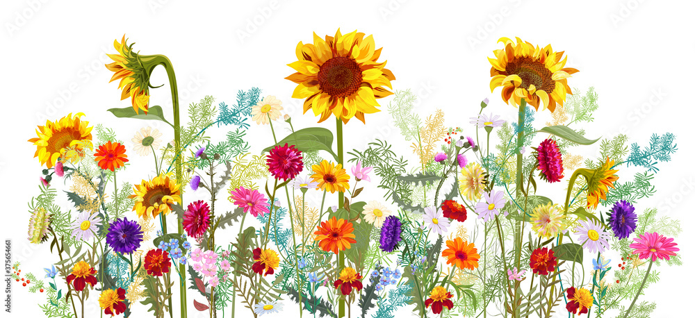 Fototapeta Horizontal autumn’s border: sunflowers, aster, thistles, gerbera, marigold, daisy flowers, small green twigs on white background. Digital draw, illustration in watercolor style, panoramic view, vector