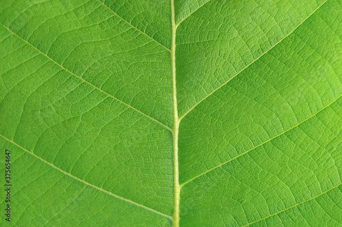 closeup leaf texture ( Bastard Teak, Bengal Kino, Kino Tree, Flame of the Forest )