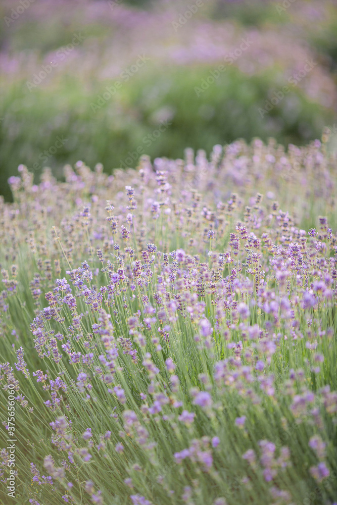 Beautiful blooming lavender. Blooming lavender bush in sunlight. Summer. Beautiful blooming lavender. Blooming lavender bush in sunlight. Summer.