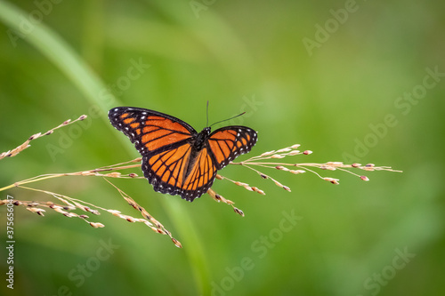A Viceroy butterfly (Limenitis archippus) in a garden
