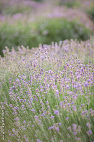 Beautiful blooming lavender. Blooming lavender bush in sunlight. Summer.