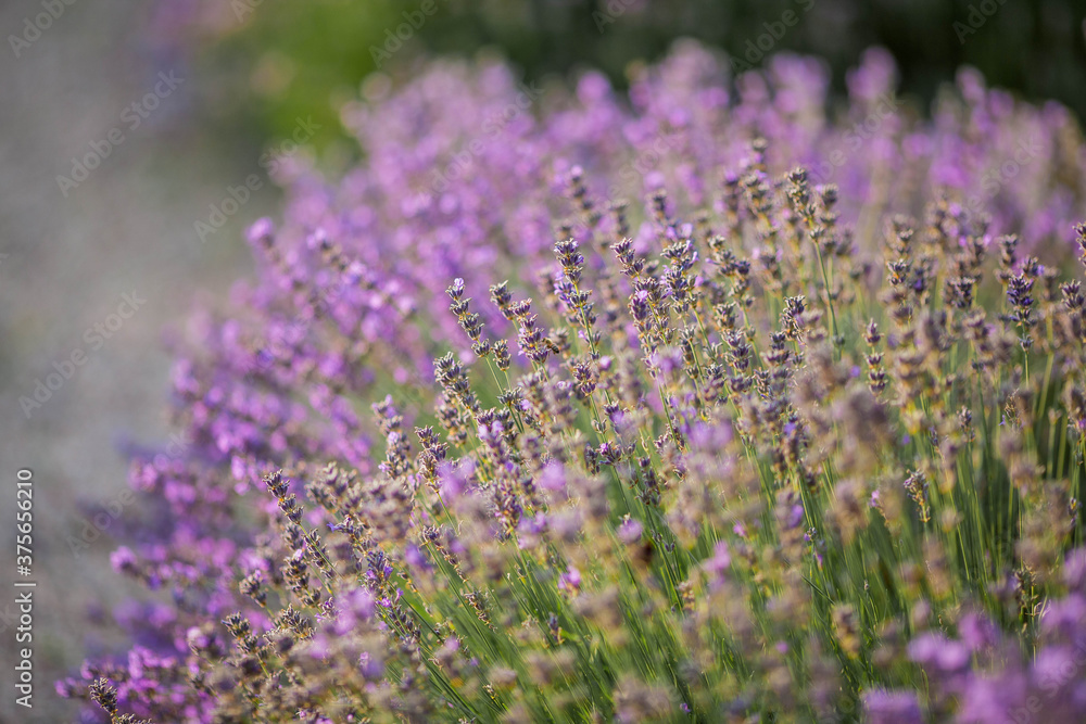 Beautiful blooming lavender. Blooming lavender bush in sunlight. Summer.