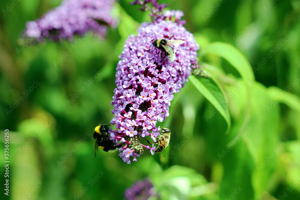 beutiful colorful bee on flower closeup background beutiful colorful bee on flower closeup background