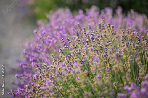 Beautiful blooming lavender. Blooming lavender bush in sunlight. Summer.