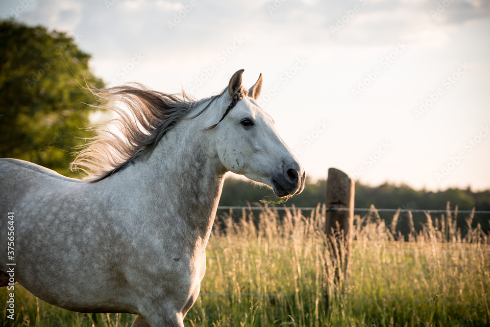 Obraz premium Spanier auf Koppel