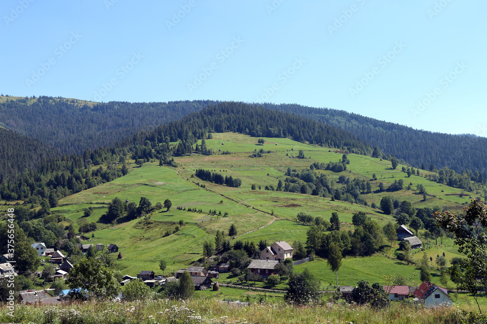 summer mountain landscape with grass and forest