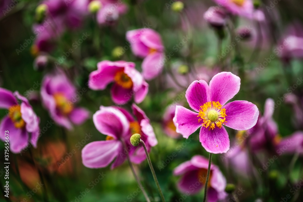 Pink anemone flowers Pink anemone flowers