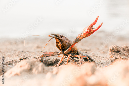 European crayfish (Astacus astacus) shows its claw. Live in the river habitat.